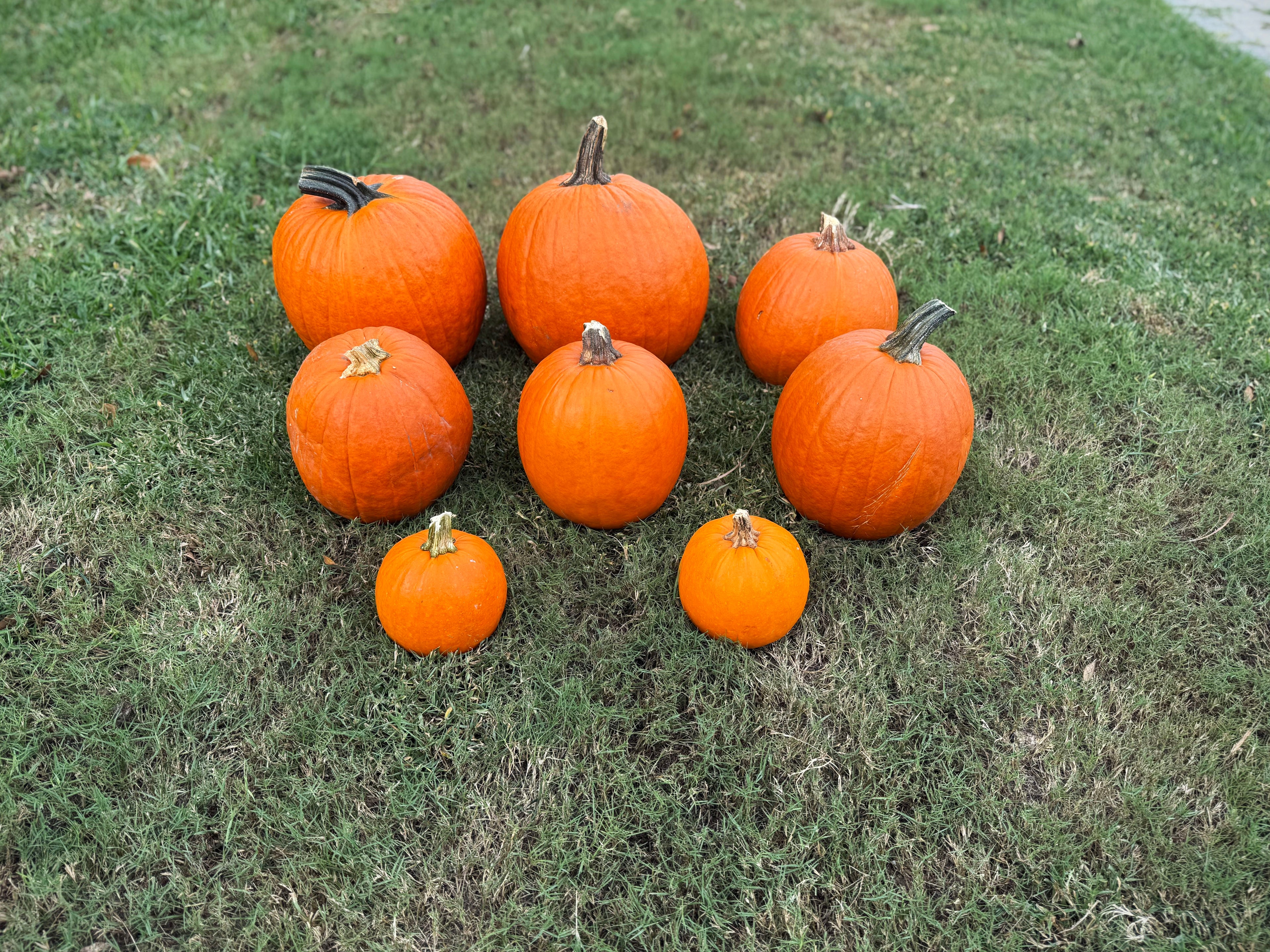 Petite Pumpkins