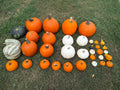 The Great Pumpkin