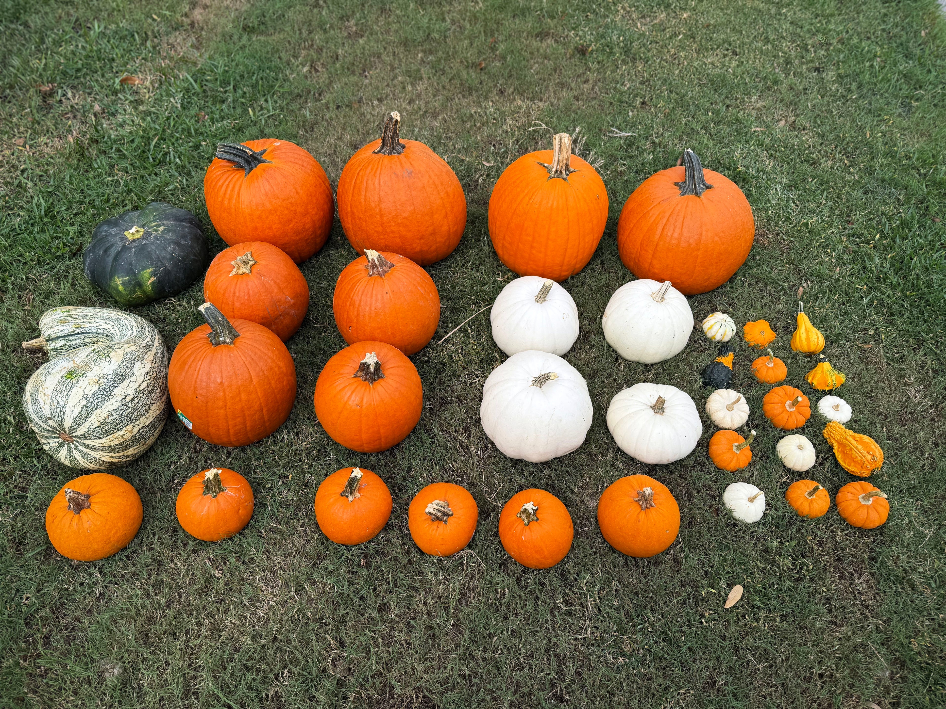 The Great Pumpkin