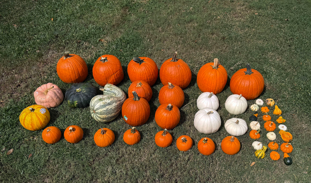 Signature Fall Impression