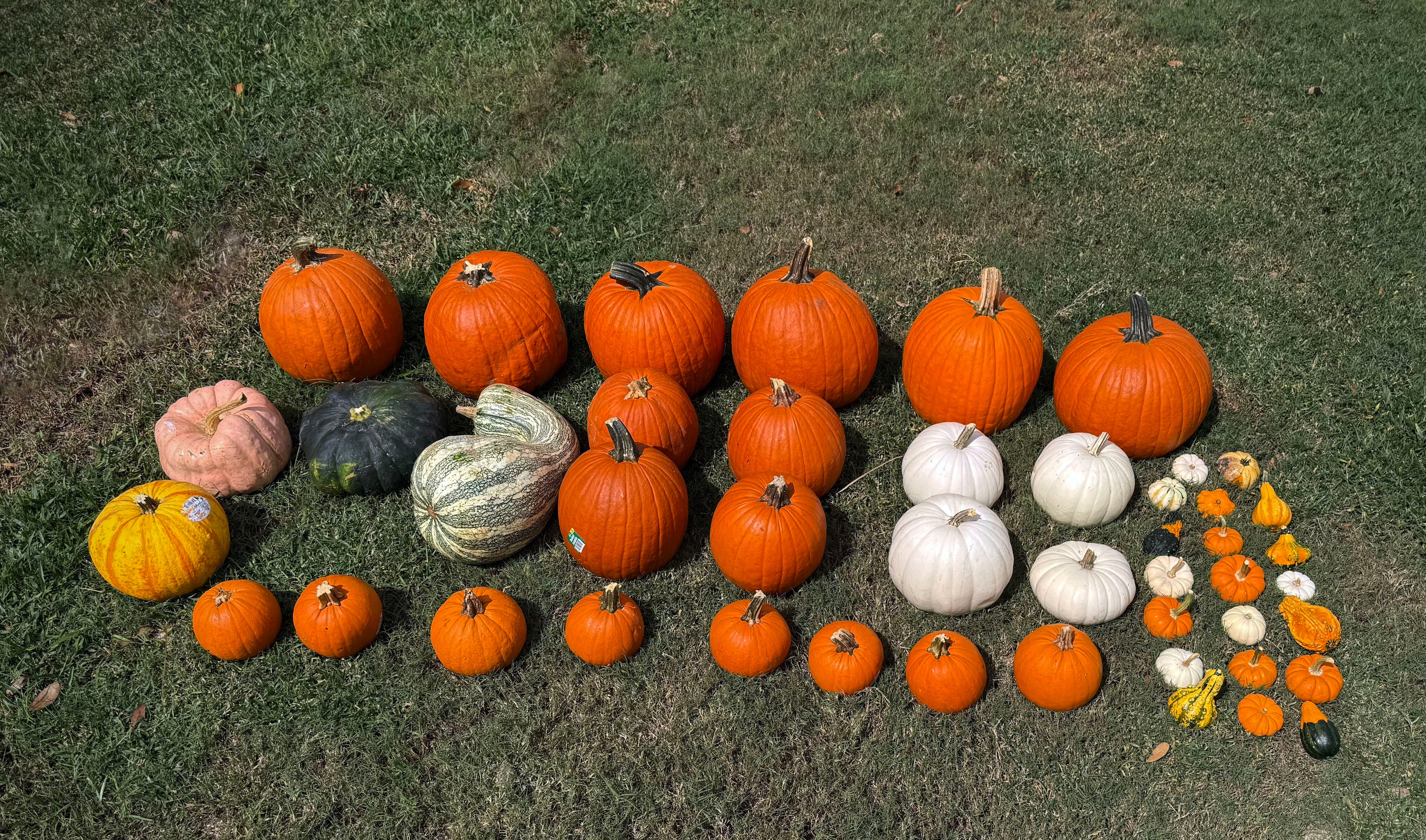Signature Fall Impression