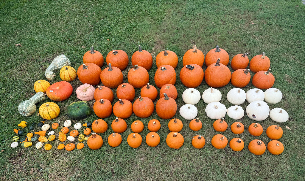 Pumpkin Palooza