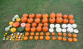 Pumpkin Palooza
