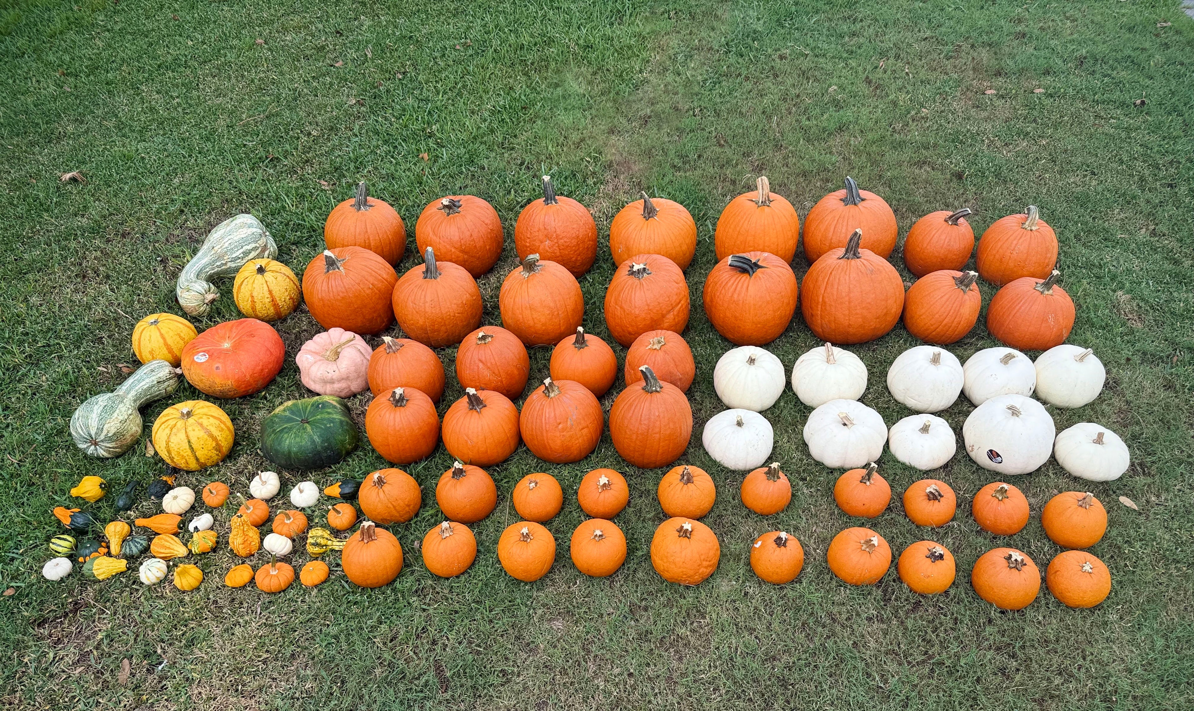 Pumpkin Palooza