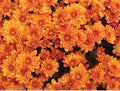 Small-Medium Sized Mum