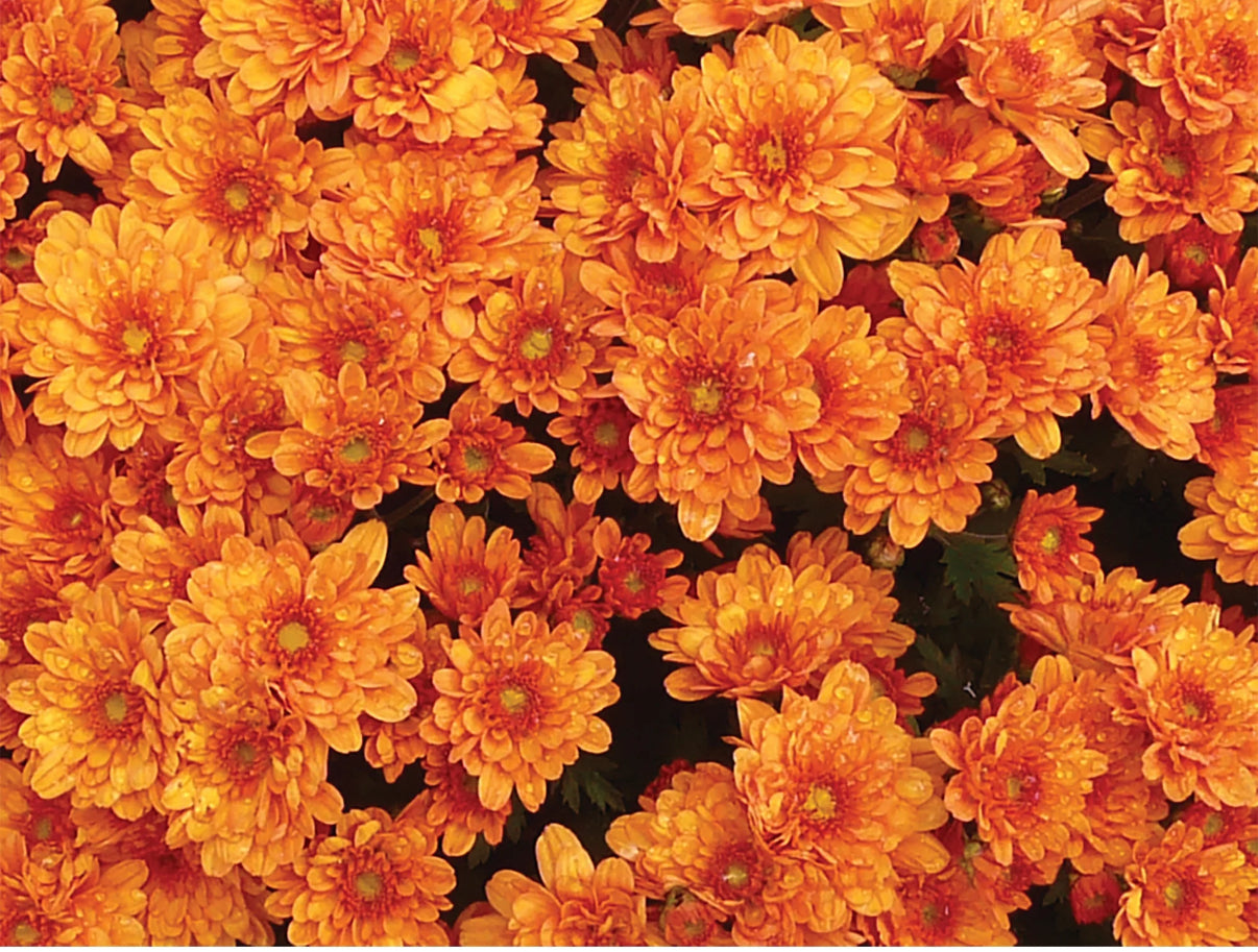 Small-Medium Sized Mum